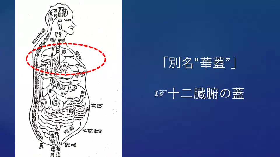 東洋医学へのいざない 生理学編② 臓腑経絡学の世界（肺・大腸） | Dr